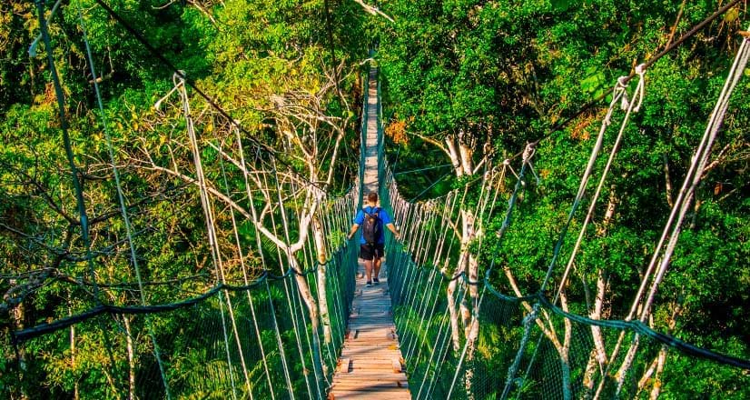 Turista cruzando un puente colgante en la Reserva Nacional Tambopata
